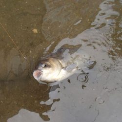 マブナ釣り