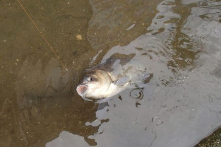 マブナ釣り