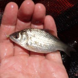 水路小物釣り