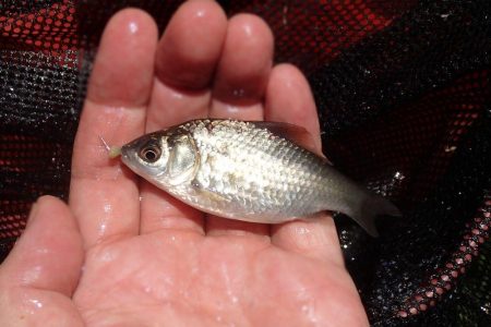 水路小物釣り