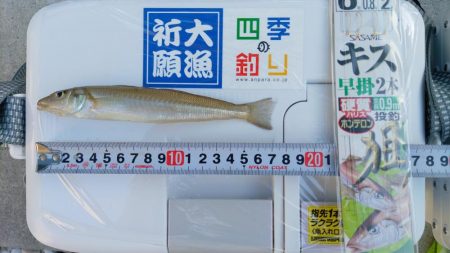 まだまだ釣果は少ない