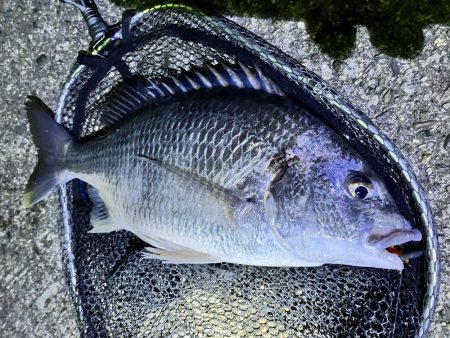 久しぶりのチニング釣行