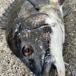 ４６センチのチヌ釣れました