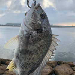 朝マヅメ初チニング釣果