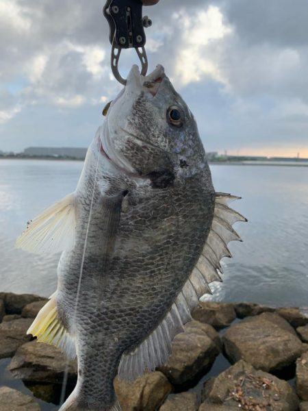 朝マヅメ初チニング釣果