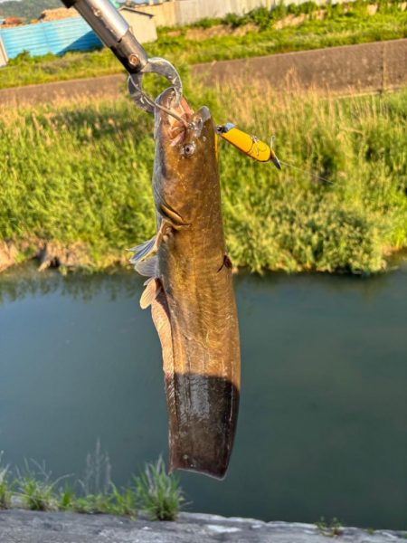 ナマズ釣り