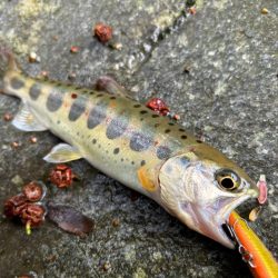 今年度の初釣果