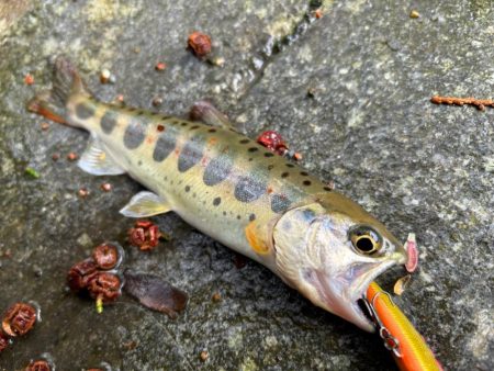 今年度の初釣果