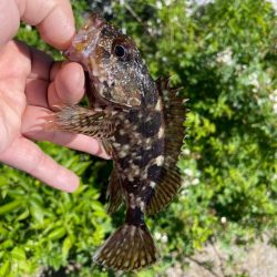 カサゴ　キス釣り