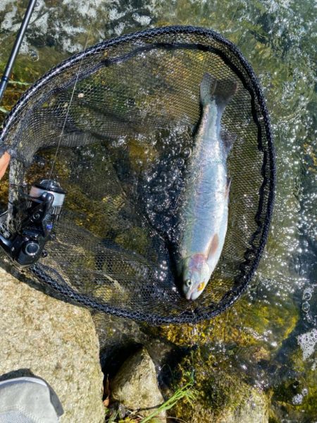 高島の泉さんで爆釣