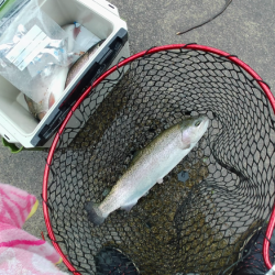 大雨トラウト釣れる！