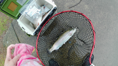 大雨トラウト釣れる！