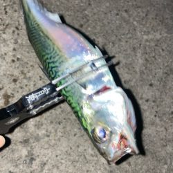 夕まずめにアジング🎣