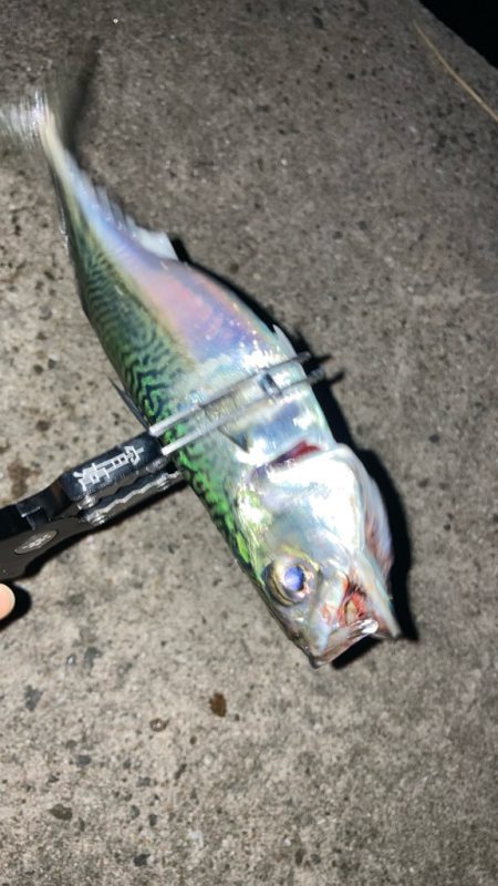 夕まずめにアジング🎣