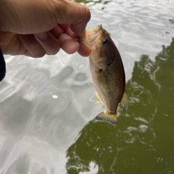 昼からボート釣行！