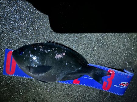 魚津港 夜釣りフカセ