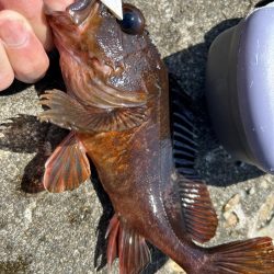 帰ってきた初夏の穴釣り