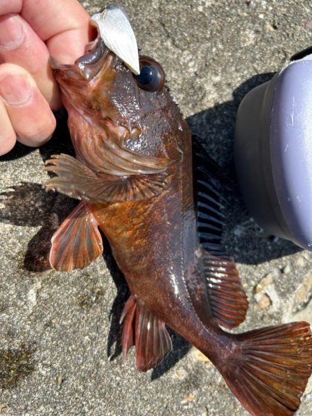 帰ってきた初夏の穴釣り