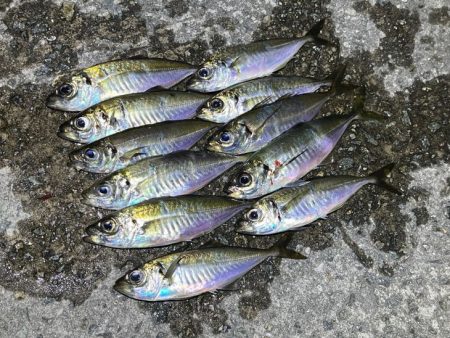 良型の姿はほぼ無いけど豆は安定気味！