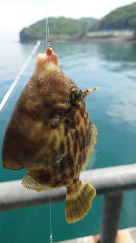 今年初のカワハギ釣り