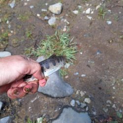 管理釣り場(渓流)