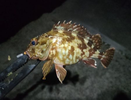 小豆島釣りキャンツーリング2日目の釣果