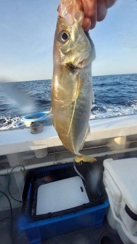 中紀ジャンボ平アジ釣り