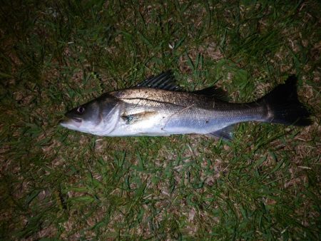 久しぶりの釣り