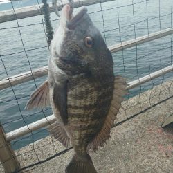 遠投カゴ釣り🎣