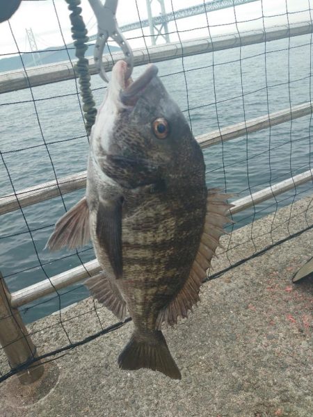 遠投カゴ釣り🎣