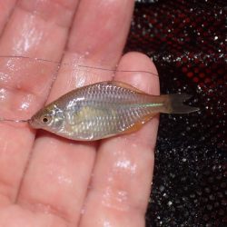 水路小物釣り