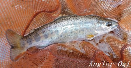 水量が減っても本流は問題無し！