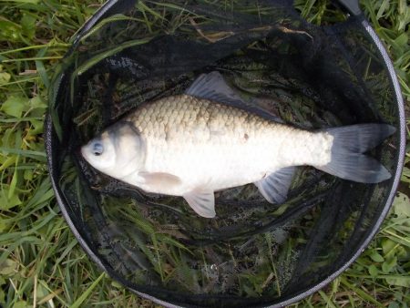 紀ノ川 ヘラブナ釣り　5枚