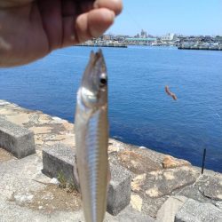 播磨新島のキス釣査