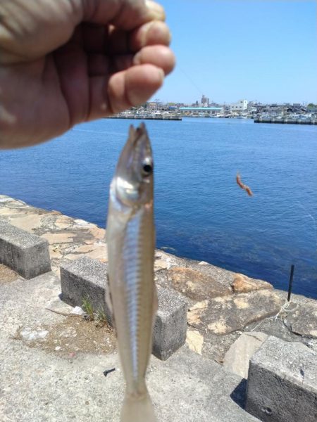 播磨新島のキス釣査