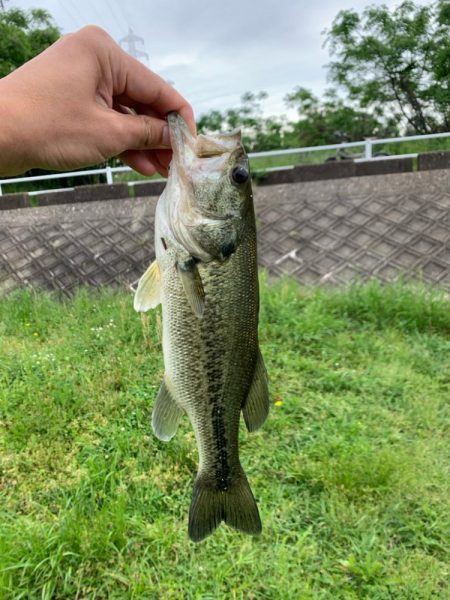 連続のバラし！なんとか一匹