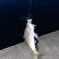 夕まずめにアジング🎣