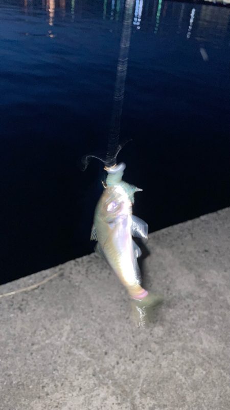 夕まずめにアジング🎣