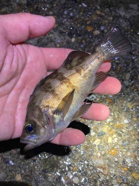 漁港でサクッと