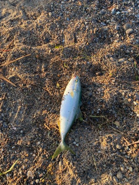 人生初の爆釣果