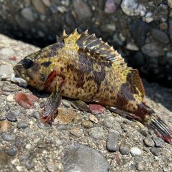 帰ってきた初夏の穴釣り