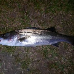 久しぶりの釣り