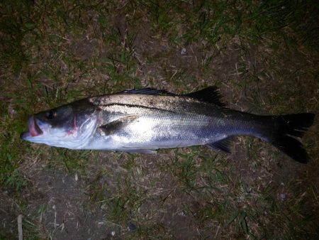 久しぶりの釣り