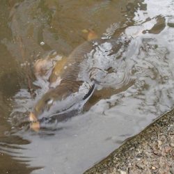 マブナ釣り