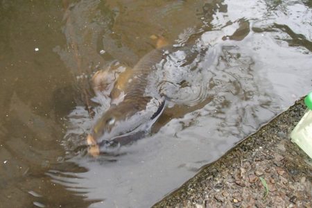 マブナ釣り