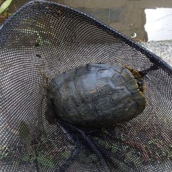 小ブナ釣り