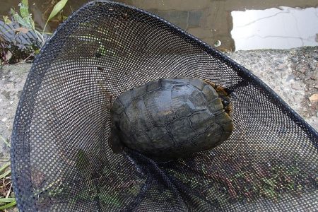 小ブナ釣り