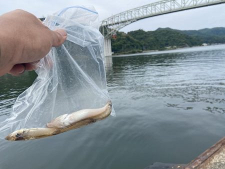 傷心のシロギスタの癒し釣行