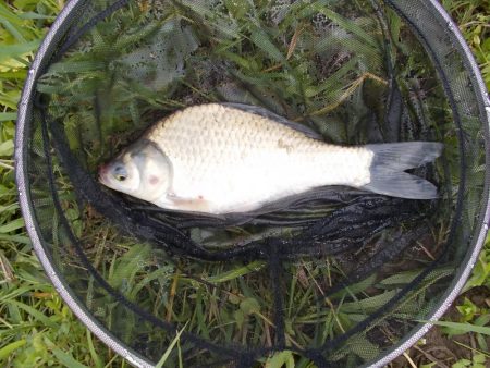 紀ノ川 ヘラブナ釣り　5枚