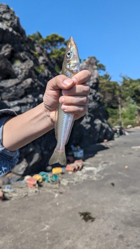 カサゴ　キス釣り